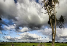 雄鹿双星伤停，球队战力受限